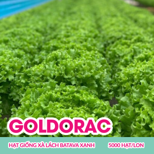 goldorac-hat-giong-xa-lach-batavia-xanh-5000-hatlon