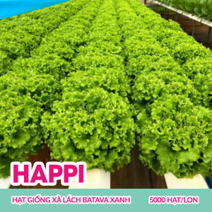 happi-hat-giong-xa-lach-batavia-xanh5000-hatlon