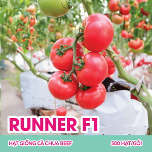 fito-runner-f1-hat-giong-ca-chua-beef-500-hatgoi