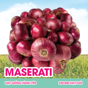 hat-giong-hanh-tim-maserati-100000-hatgoi