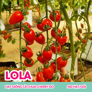 hat-giong-ca-chua-cherry-do-lola-500-hatgoi