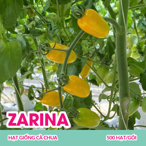 hat-giong-ca-chua-zarina-500-hatgoi