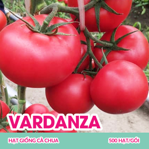 hat-giong-ca-chua-vardanza-500-hatgoi