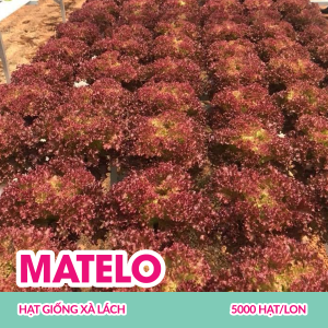matelo-hat-giong-xa-lach-lo-lo-tim-5000-hatlon