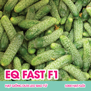 eq-fast-f1-hat-giong-dua-leo-bao-tu-1000-hatgoi