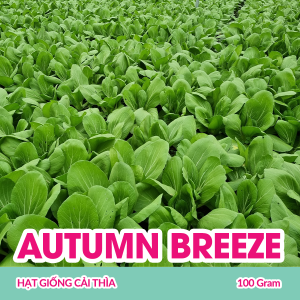 hat-giong-cai-thia-autumn-breeze-f1-100-gram