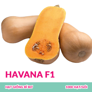 hat-giong-bi-bo-havana-f1-1000-hatgoi