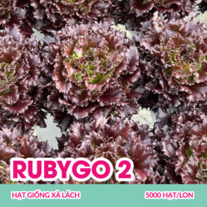 rubygo-2-hat-giong-xa-lach-thuy-tinh-tim-5000-hatlon