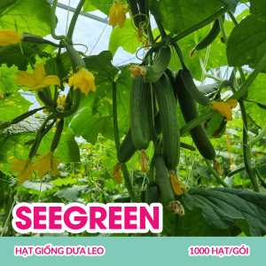 seegreen-hat-giong-dua-leo-1000-hatgoi