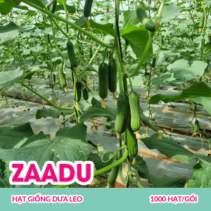 zaadu-hat-giong-dua-leo-1000-hatgoi